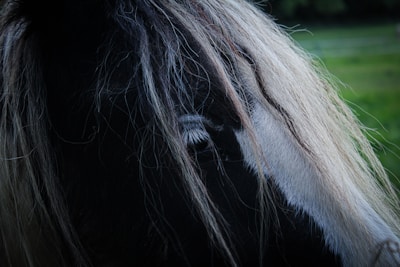 A close-up of a Friesian gelding's elegant mane flowing in the wind.