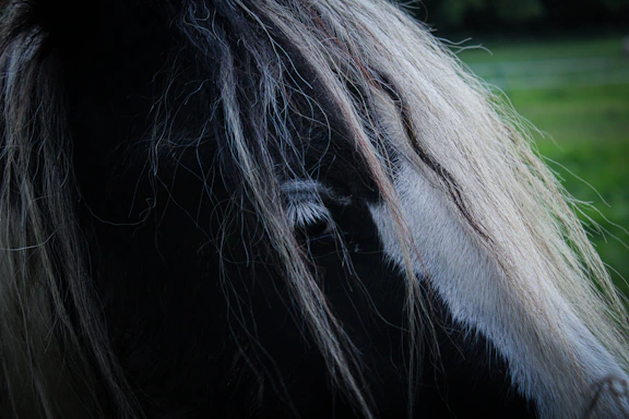 A refined close-up of a hunter jumper horse’s sleek mane flowing gracefully under soft natural light.