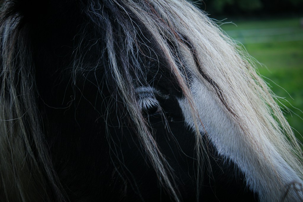 Pony Smooth Finish