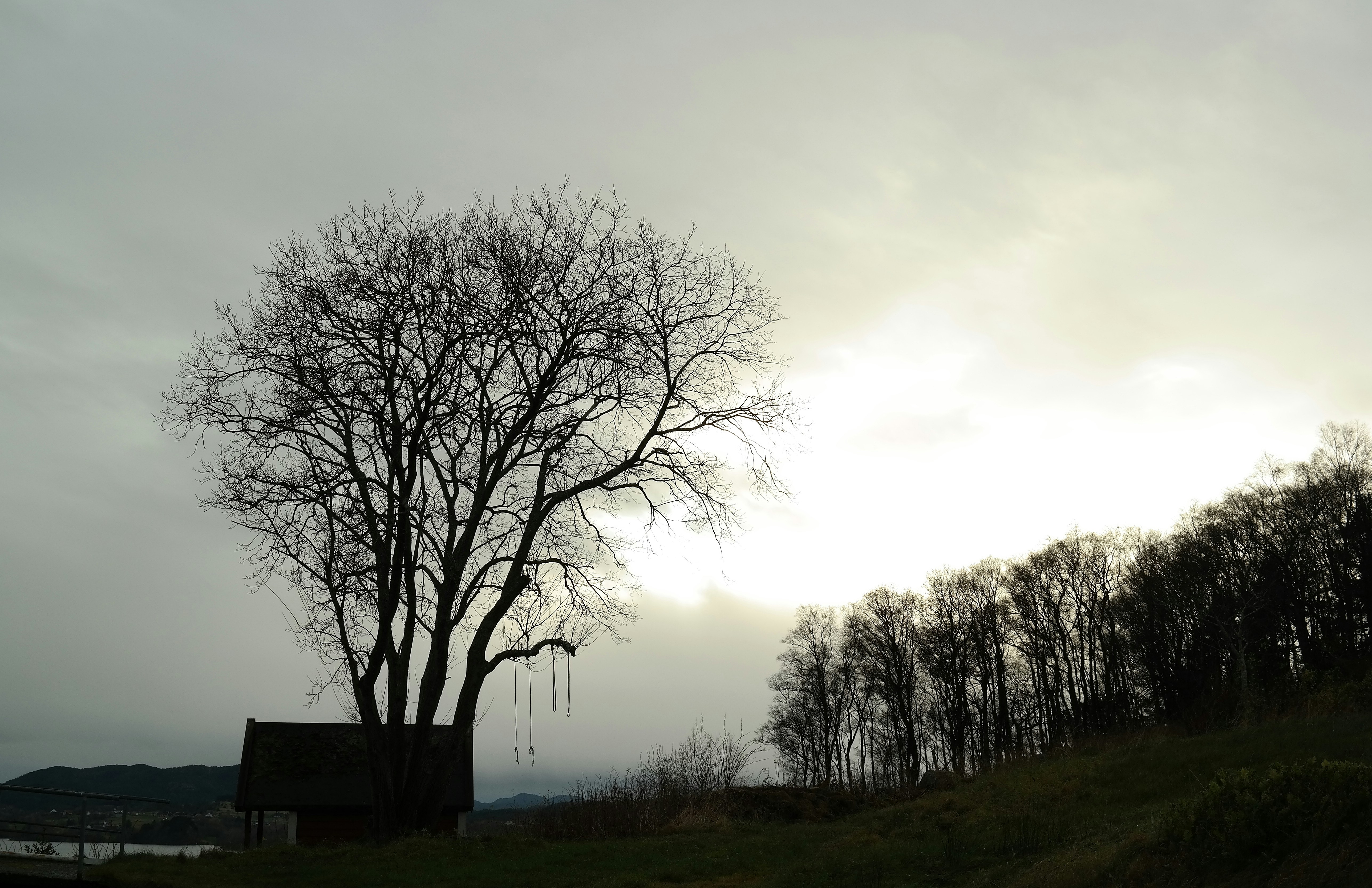 a tree on a hill with a house in the background
