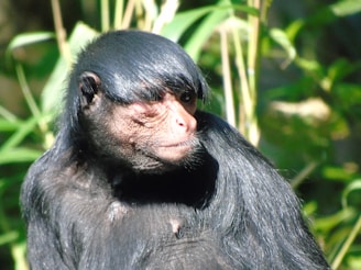 A close-up of a primate with glossy black fur and distinctive facial features. The background features green foliage, suggesting a natural habitat.