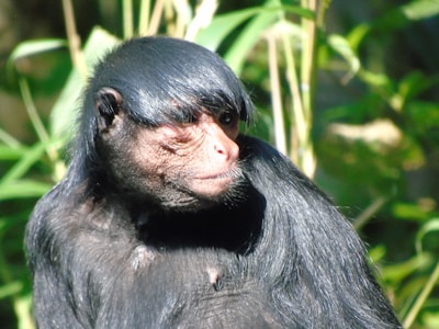 A close-up of a primate with glossy black fur and distinctive facial features. The background features green foliage, suggesting a natural habitat.