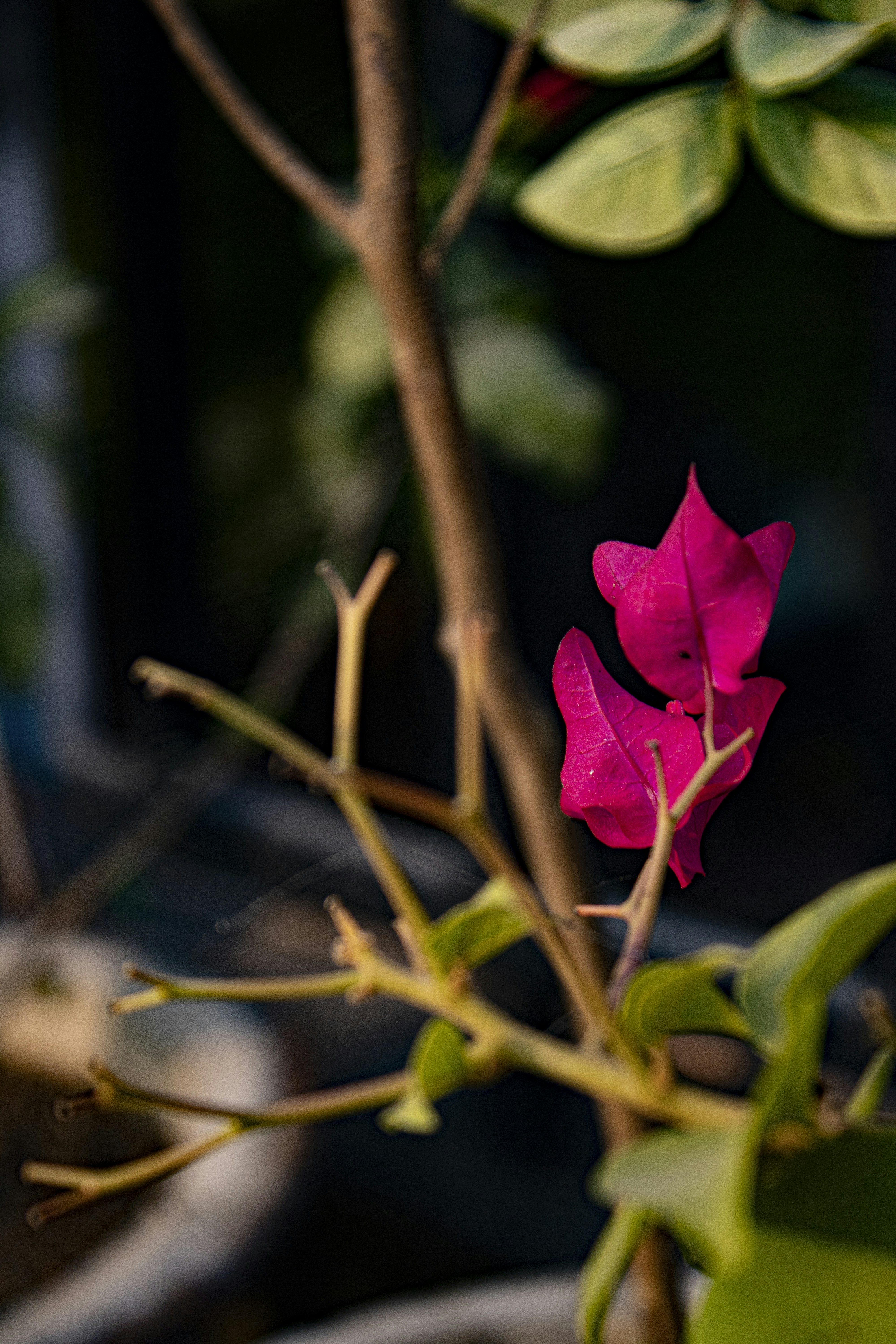 Photo by auto_focus4