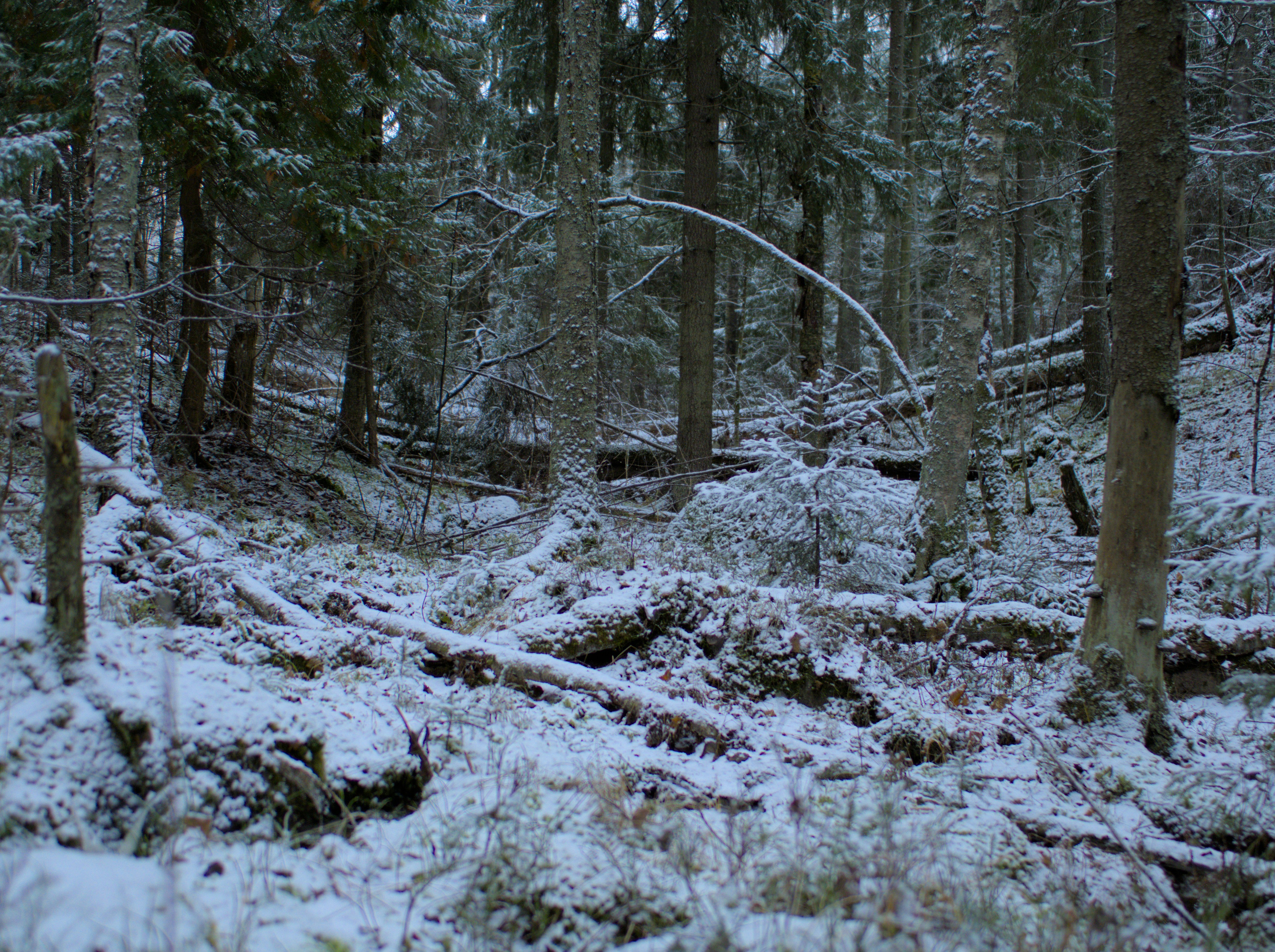 A forest filled with lots of trees covered in snow photo – Free Finland ...