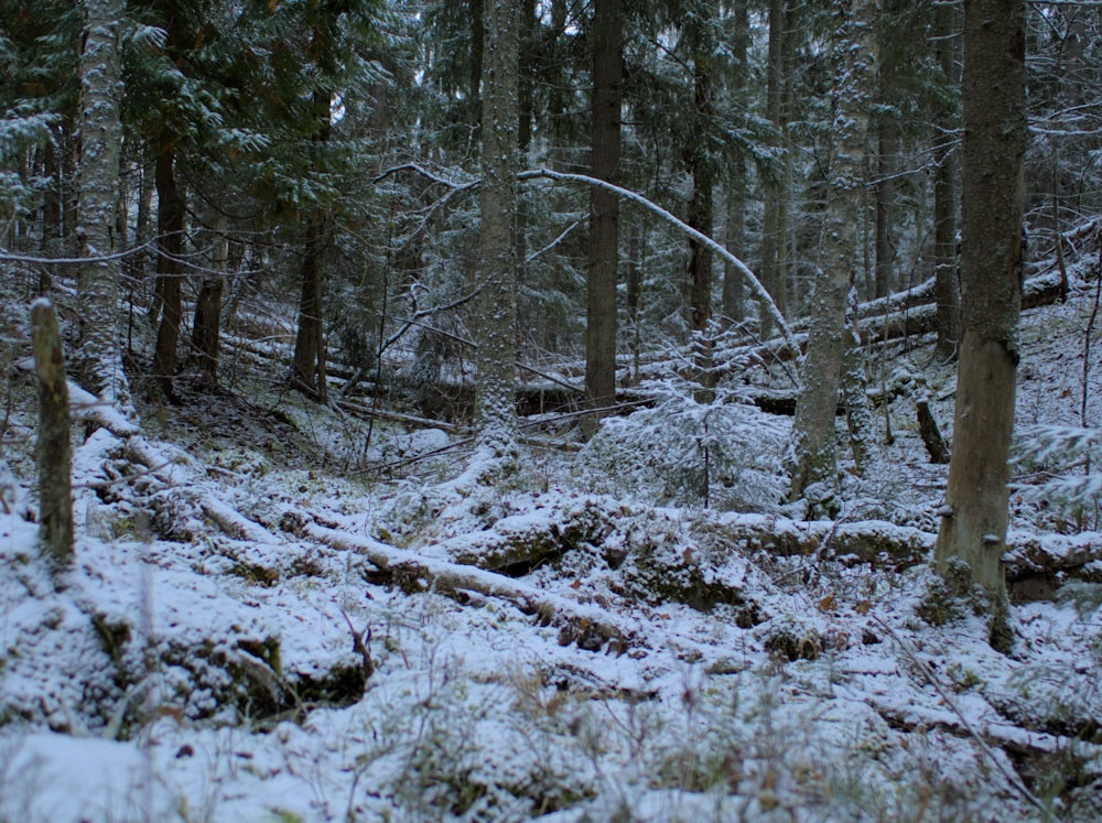 a forest filled with lots of trees covered in snow