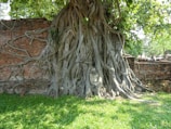 A serene Buddha head is nestled within the entwined roots of a large tree against an ancient brick wall. The tree's thick roots spread out, creating a harmonious blend of nature and spirituality. Sunlight filters through the leaves, casting gentle shadows on the ground.