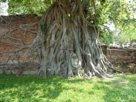 A serene Buddha head is nestled within the entwined roots of a large tree against an ancient brick wall. The tree's thick roots spread out, creating a harmonious blend of nature and spirituality. Sunlight filters through the leaves, casting gentle shadows on the ground.