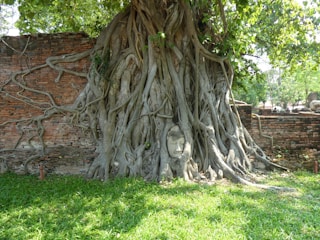 A serene Buddha head is nestled within the entwined roots of a large tree against an ancient brick wall. The tree's thick roots spread out, creating a harmonious blend of nature and spirituality. Sunlight filters through the leaves, casting gentle shadows on the ground.