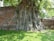 A serene Buddha head is nestled within the entwined roots of a large tree against an ancient brick wall. The tree's thick roots spread out, creating a harmonious blend of nature and spirituality. Sunlight filters through the leaves, casting gentle shadows on the ground.