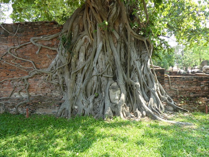 A serene Buddha head is nestled within the entwined roots of a large tree against an ancient brick wall. The tree's thick roots spread out, creating a harmonious blend of nature and spirituality. Sunlight filters through the leaves, casting gentle shadows on the ground.