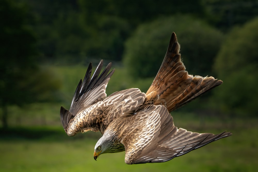 un rapace che vola sopra un campo verde e lussureggiante