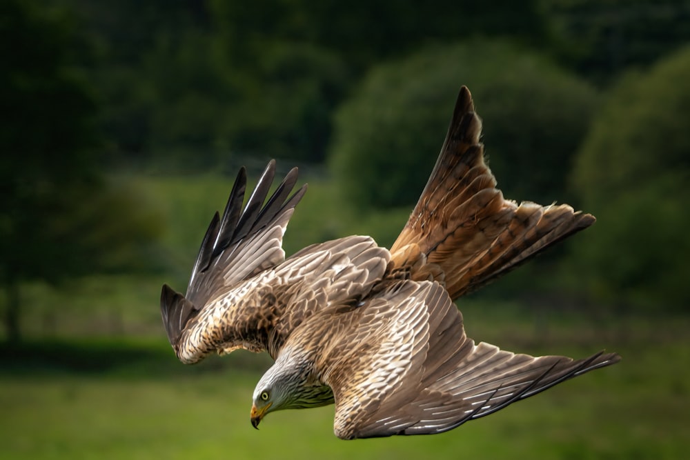 a bird of prey flying over a lush green field