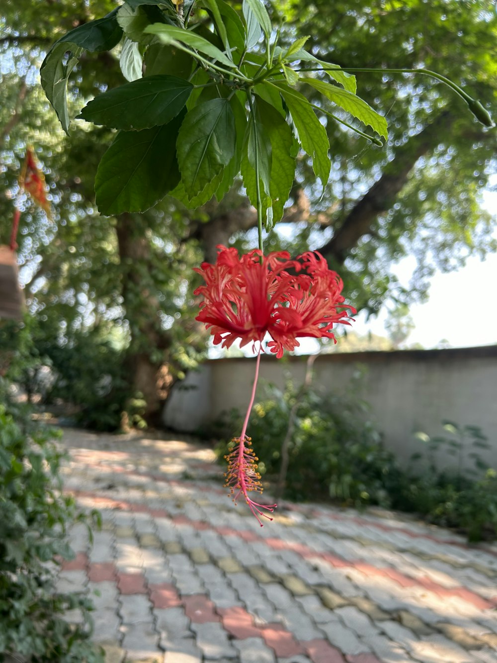 a red flower is hanging from a tree