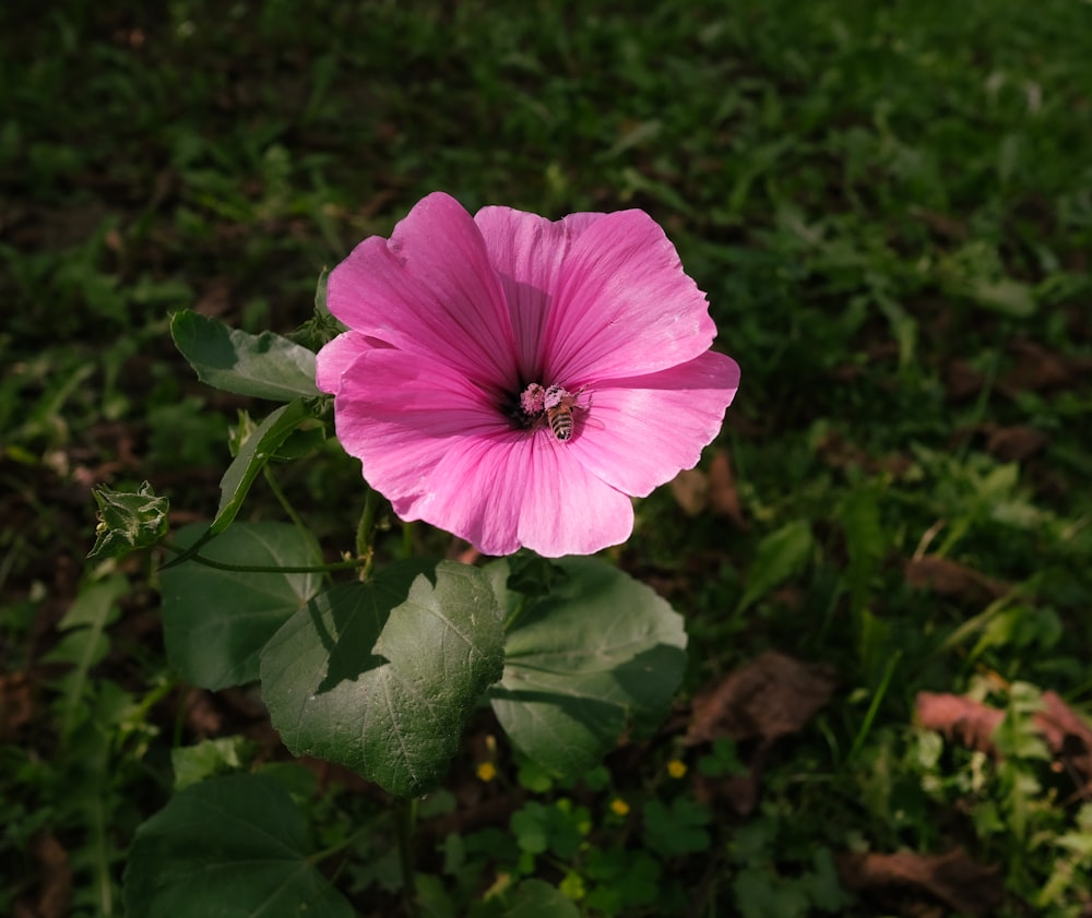 a pink flower is blooming in the grass