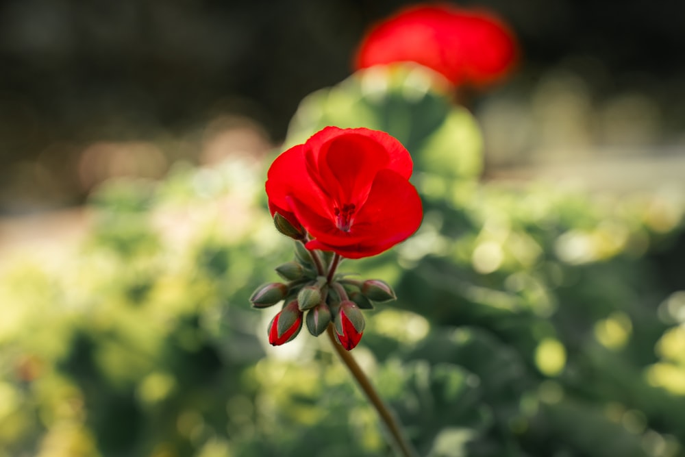 a close up of a red flower on a plant