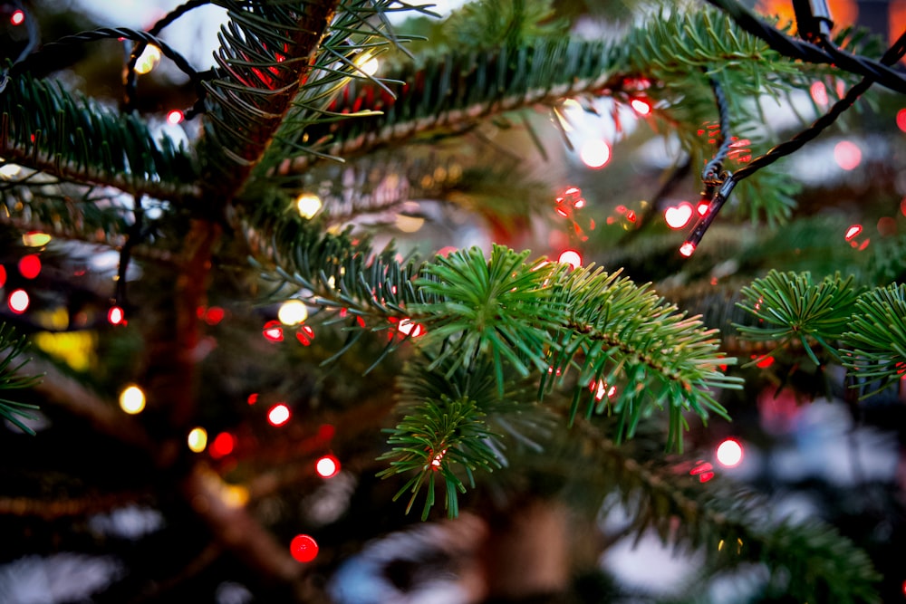 a close up of a christmas tree with lights