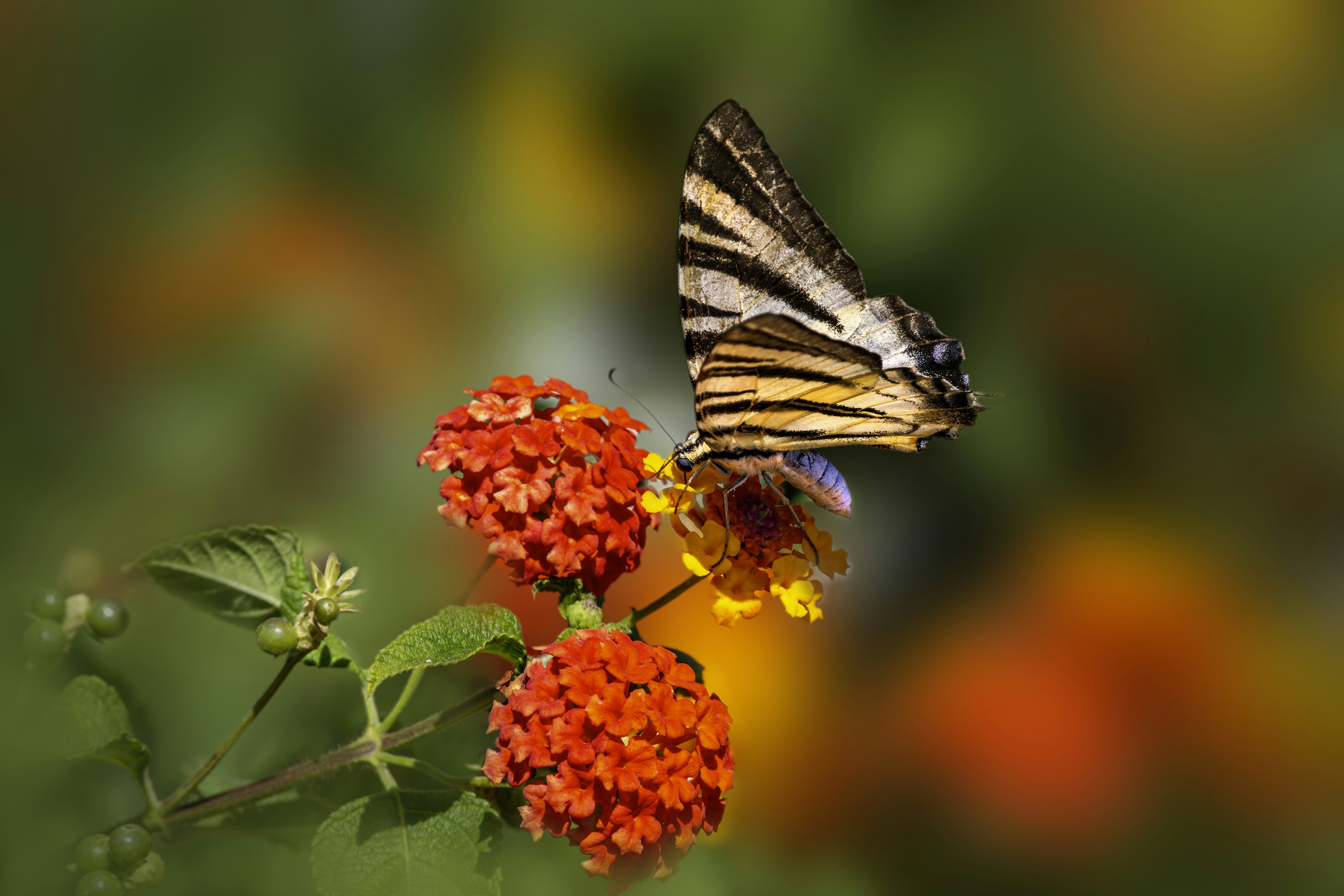 Photo by erik_karits