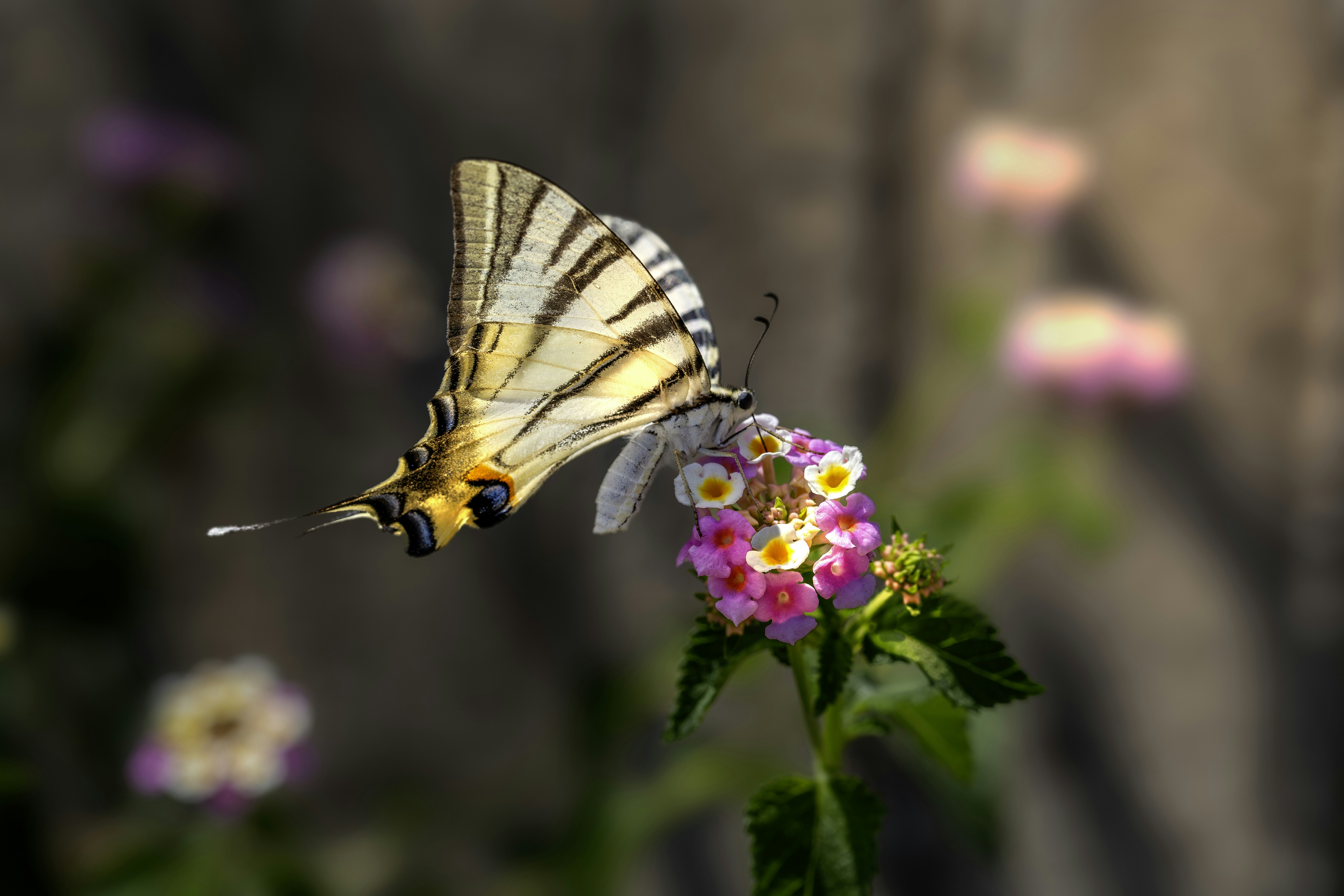 Photo by erik_karits