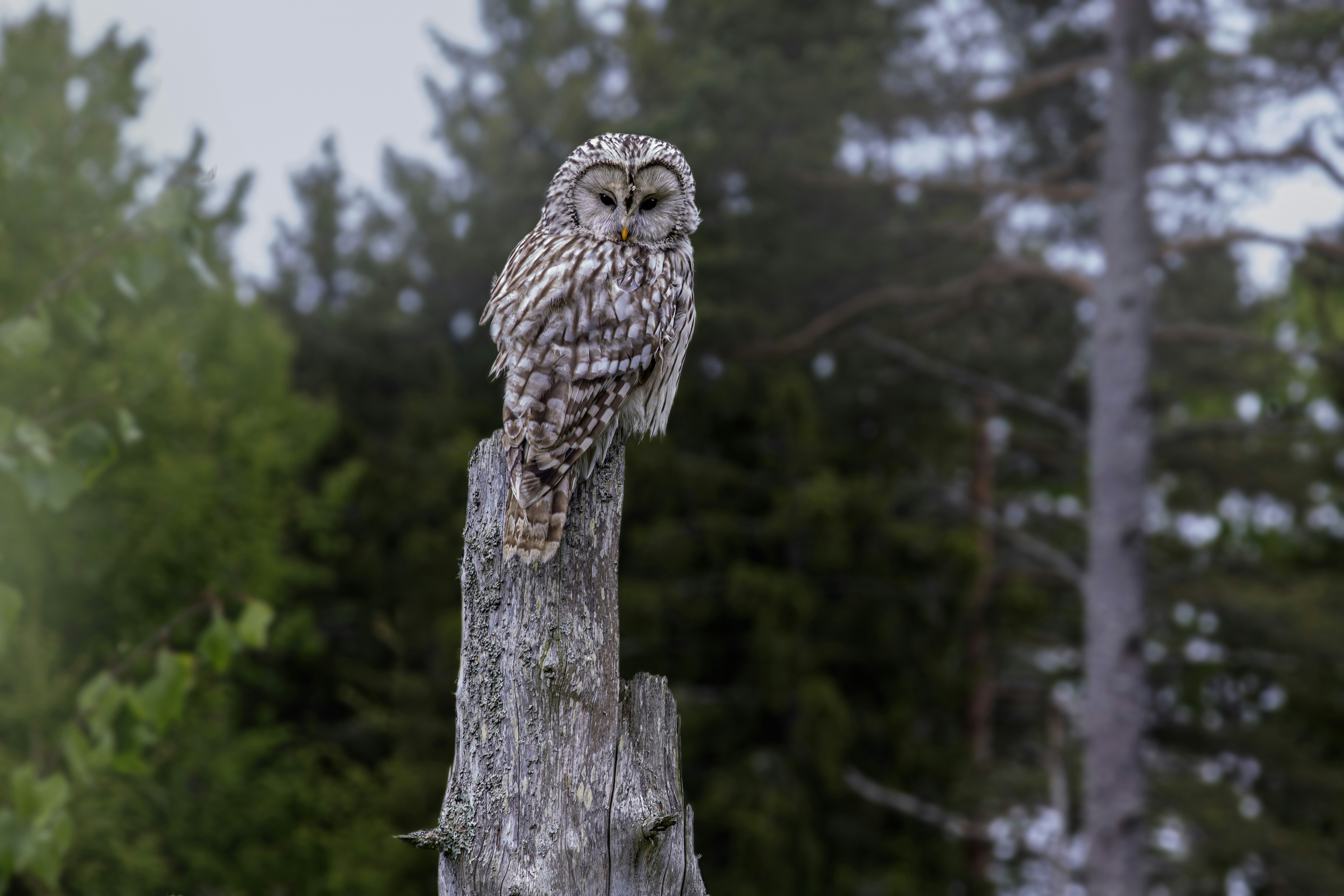 Photo by erik_karits