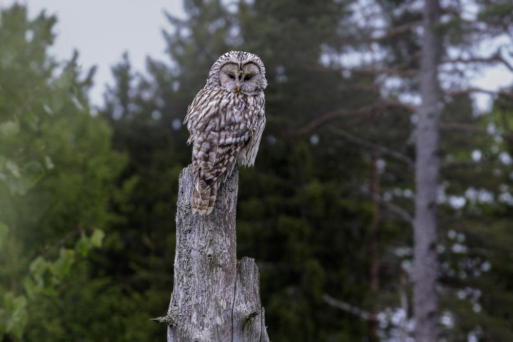 an owl is perched on a tree stump