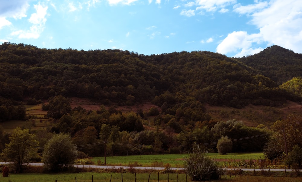 una exuberante ladera verde cubierta de muchos árboles