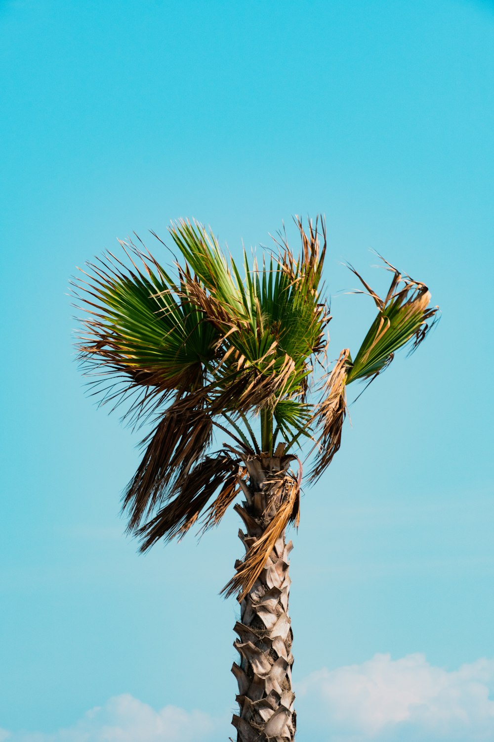 a palm tree with a blue sky in the background