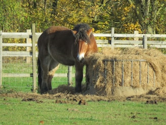 A brown horse stands near a metal hay feeder, surrounded by bales of dry, golden hay. It is in a grassy pasture with green grass in the foreground. A wooden fence encloses the area, and behind the fence, there are trees with autumn leaves, predominantly yellow and green.