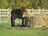 A brown horse stands near a metal hay feeder, surrounded by bales of dry, golden hay. It is in a grassy pasture with green grass in the foreground. A wooden fence encloses the area, and behind the fence, there are trees with autumn leaves, predominantly yellow and green.