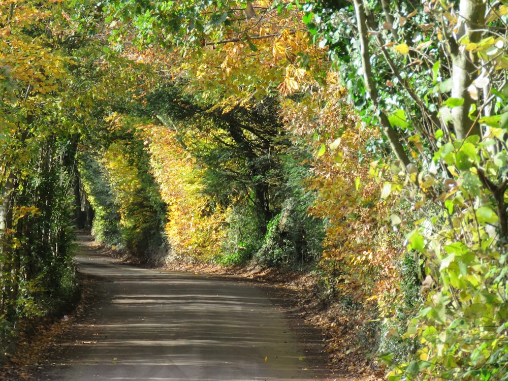 uma estrada ladeada de árvores e folhas