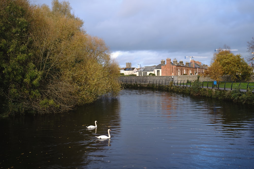 a couple of swans swimming on top of a river