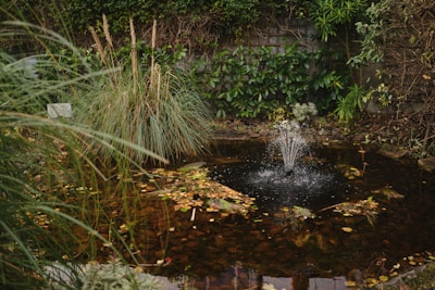 A modern backyard pond with a sleek waterfall feature surrounded by lush greenery