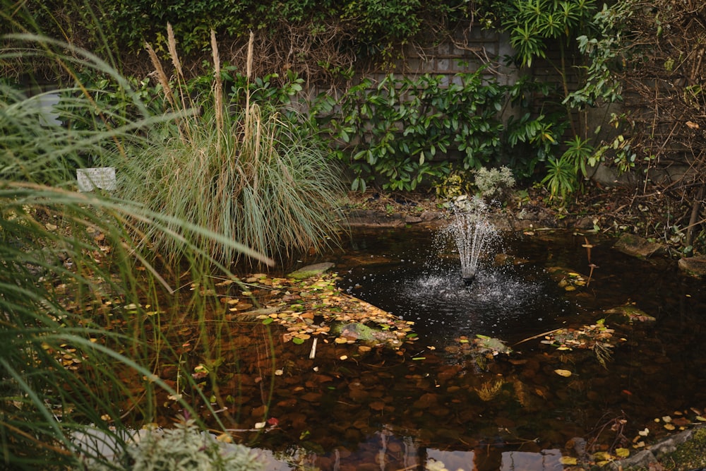 a small pond with a fountain surrounded by greenery