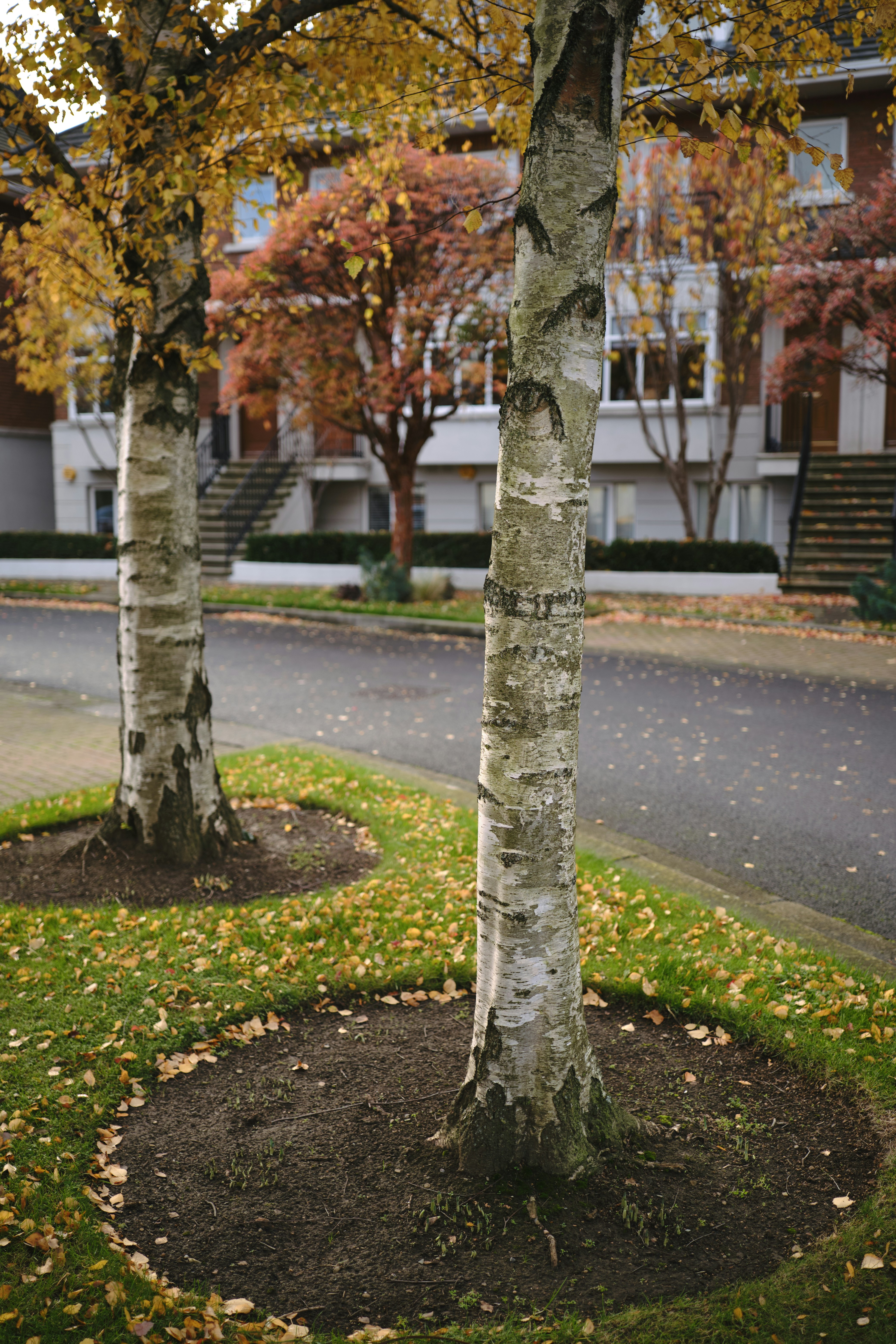 Tree trunk, fall seson, Dublin, Irelandby Valerie