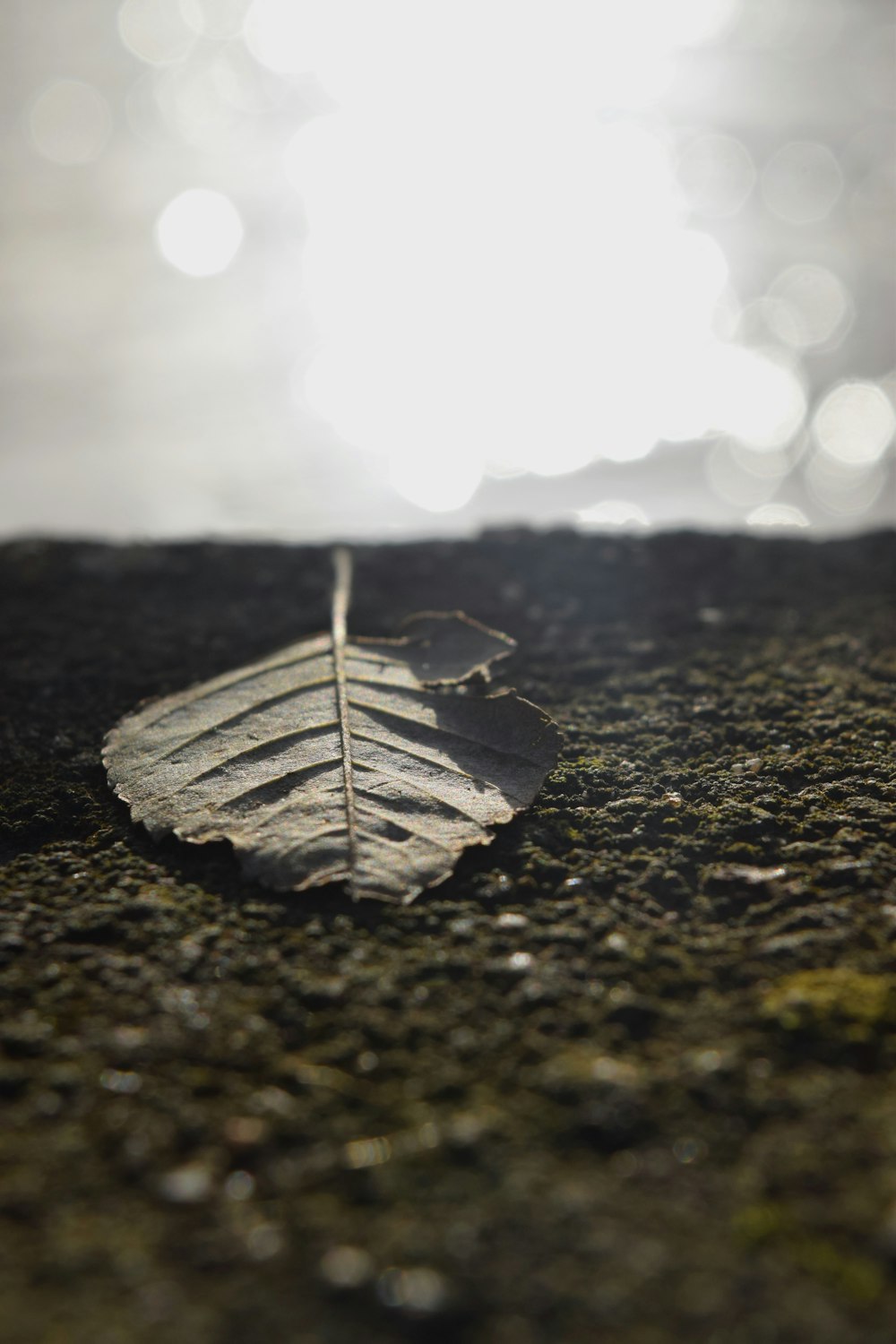 a leaf is laying on the ground in front of the sun