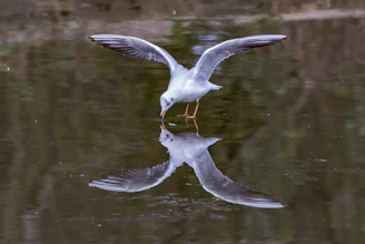 A serene Kelso bird in mid-movement, showcasing its calculated and graceful stance.