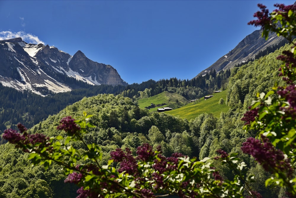 a view of a lush green valley with mountains in the background