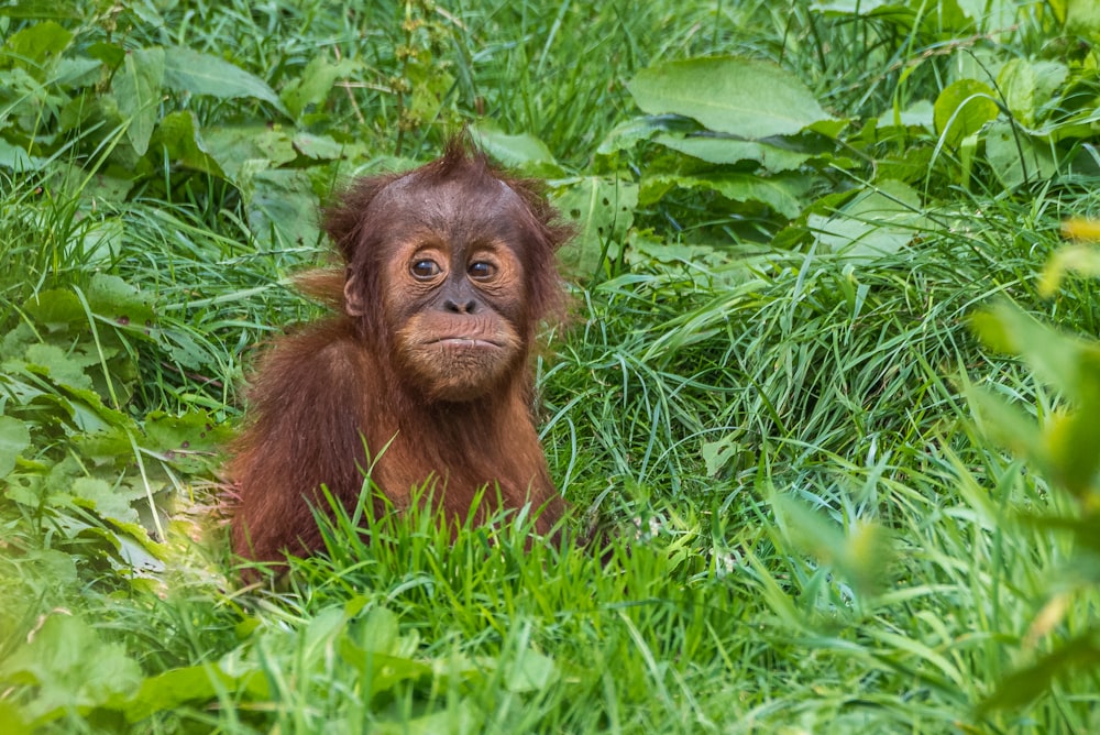 a baby oranguel sitting in the grass looking at the camera