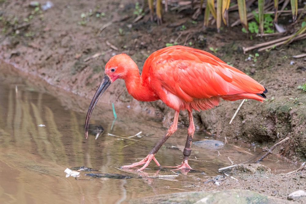 a pink bird is standing in the water