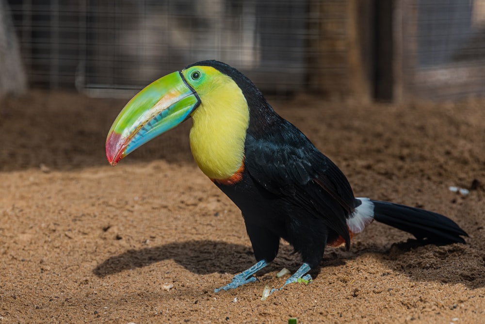 a colorful toucan sitting on the ground