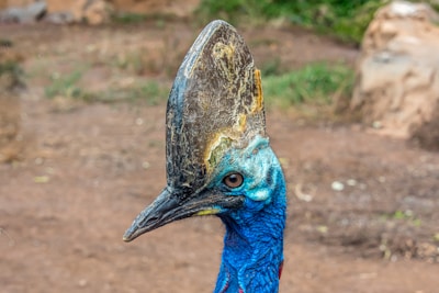 A rare cassowary standing majestically among tall ferns in the dense rainforest.