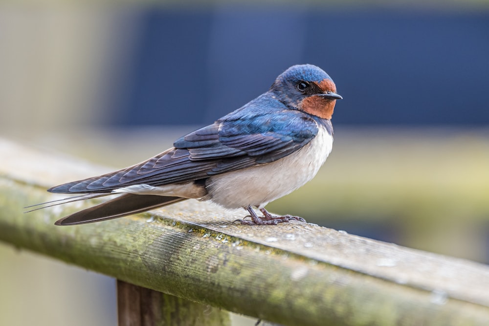 a small blue bird sitting on a wooden rail