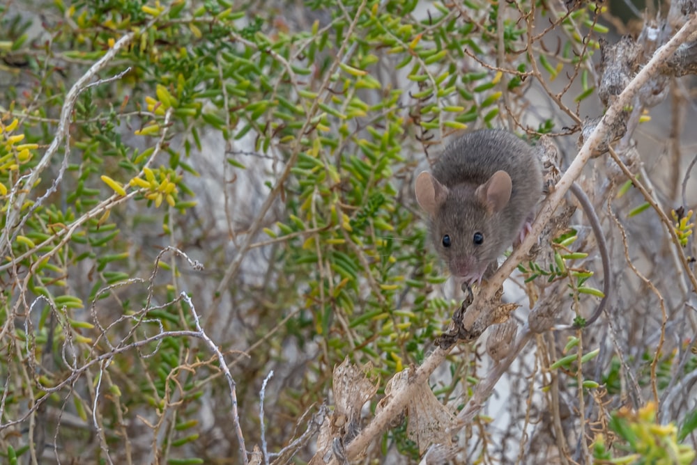 a small mouse sitting on top of a tree branch