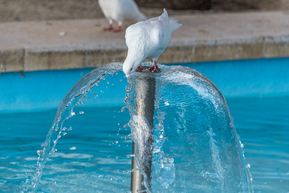 a white bird standing on top of a fountain