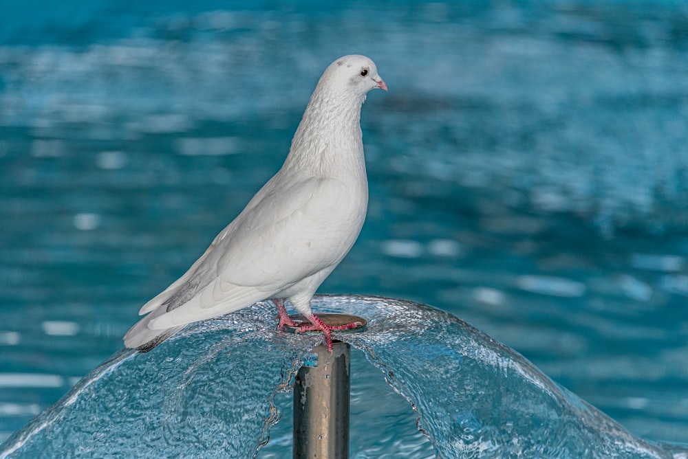 a white bird sitting on top of a blue umbrella