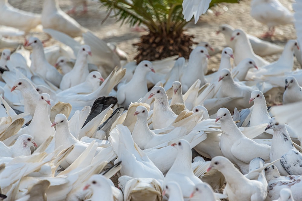 a flock of white birds standing next to each other