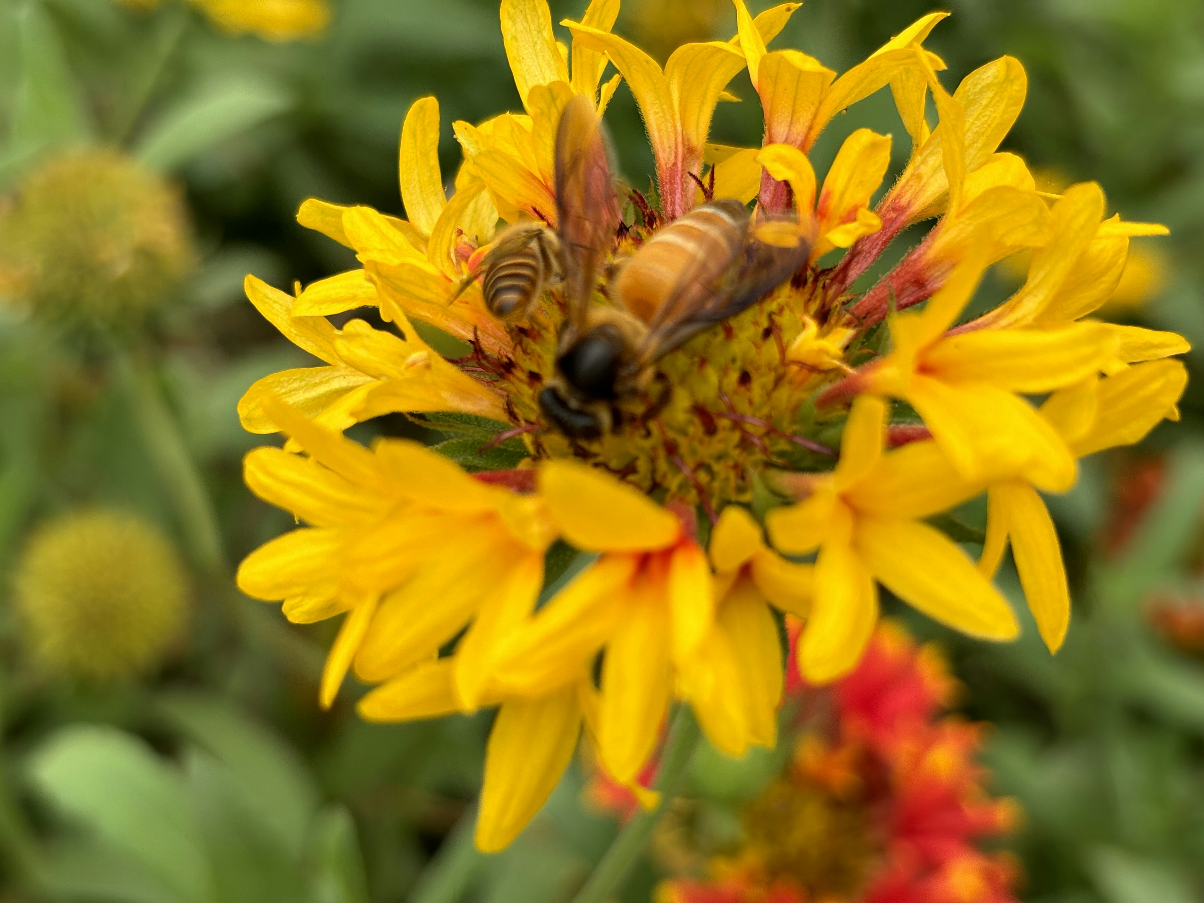 Photo by ankitmshr993