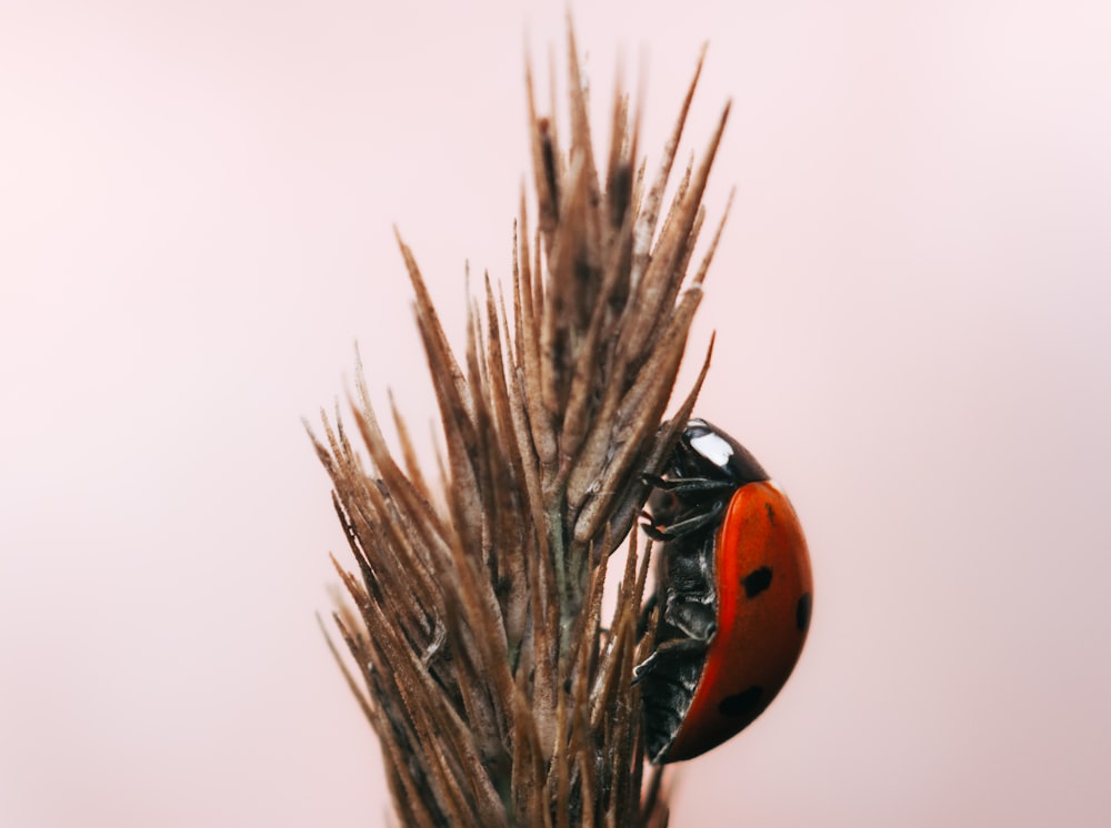 a lady bug sitting on top of a plant