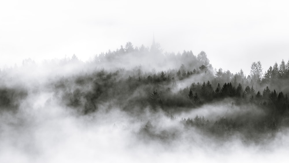 a black and white photo of a forest covered in fog