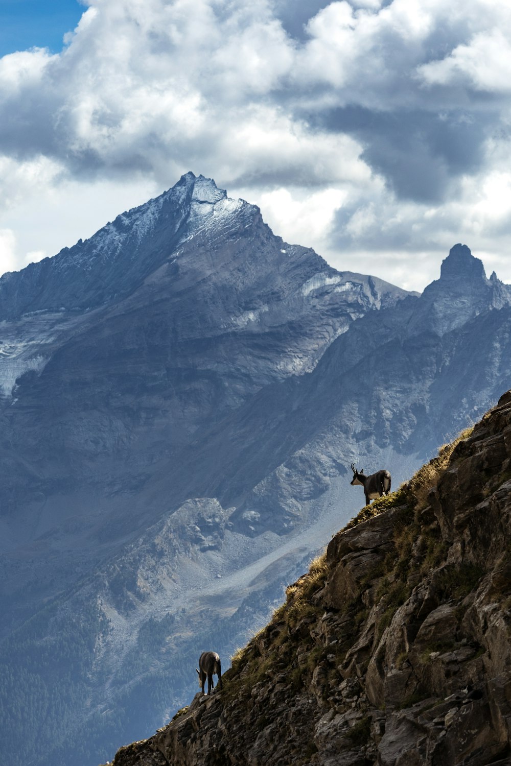 a couple of animals standing on top of a mountain