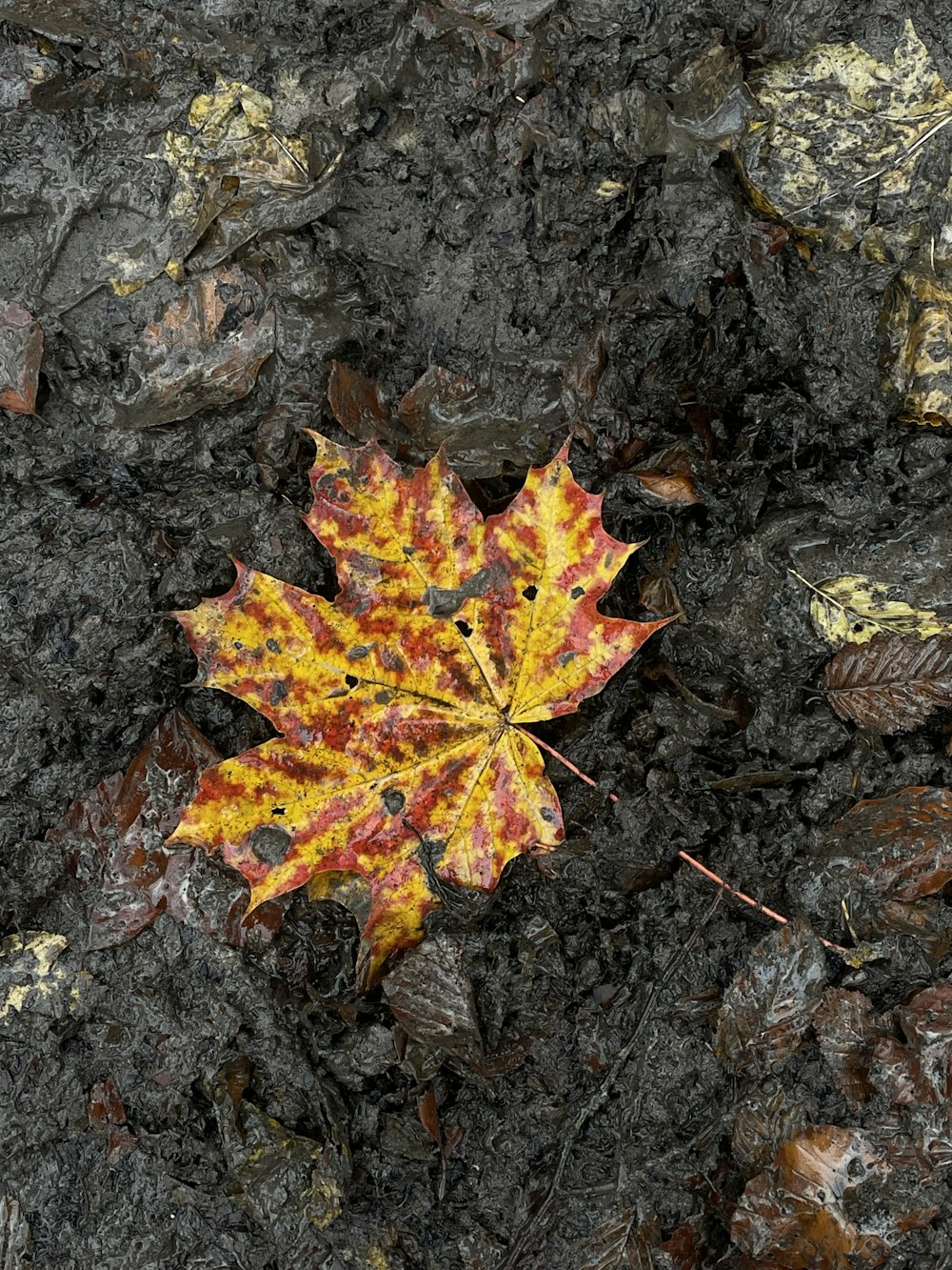 ein Blatt, das auf dem Boden liegt